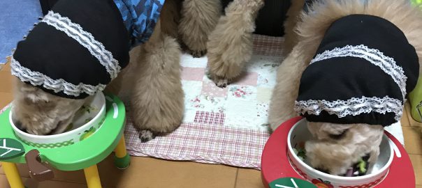 とてもよく食べてます