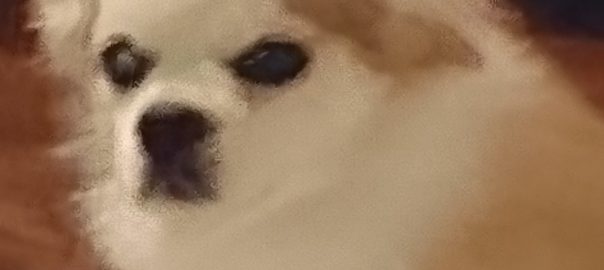 手作り犬ごはん