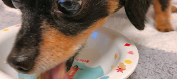 手作り犬ごはん