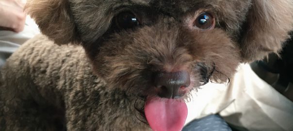 ドッグフード専門店 手作り犬ごはん