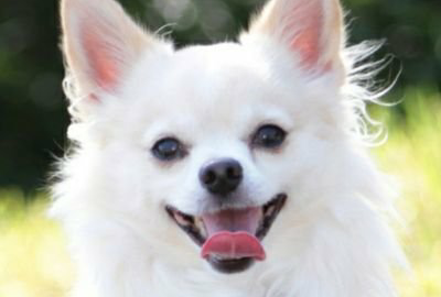 ドッグフード専門店　手作り犬ごはん