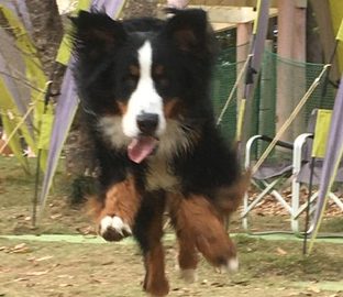 ドッグフード専門店　手作り犬ごはん