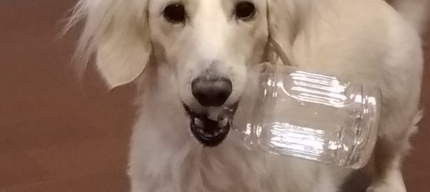 ドッグフード専門店　手作り犬ごはん