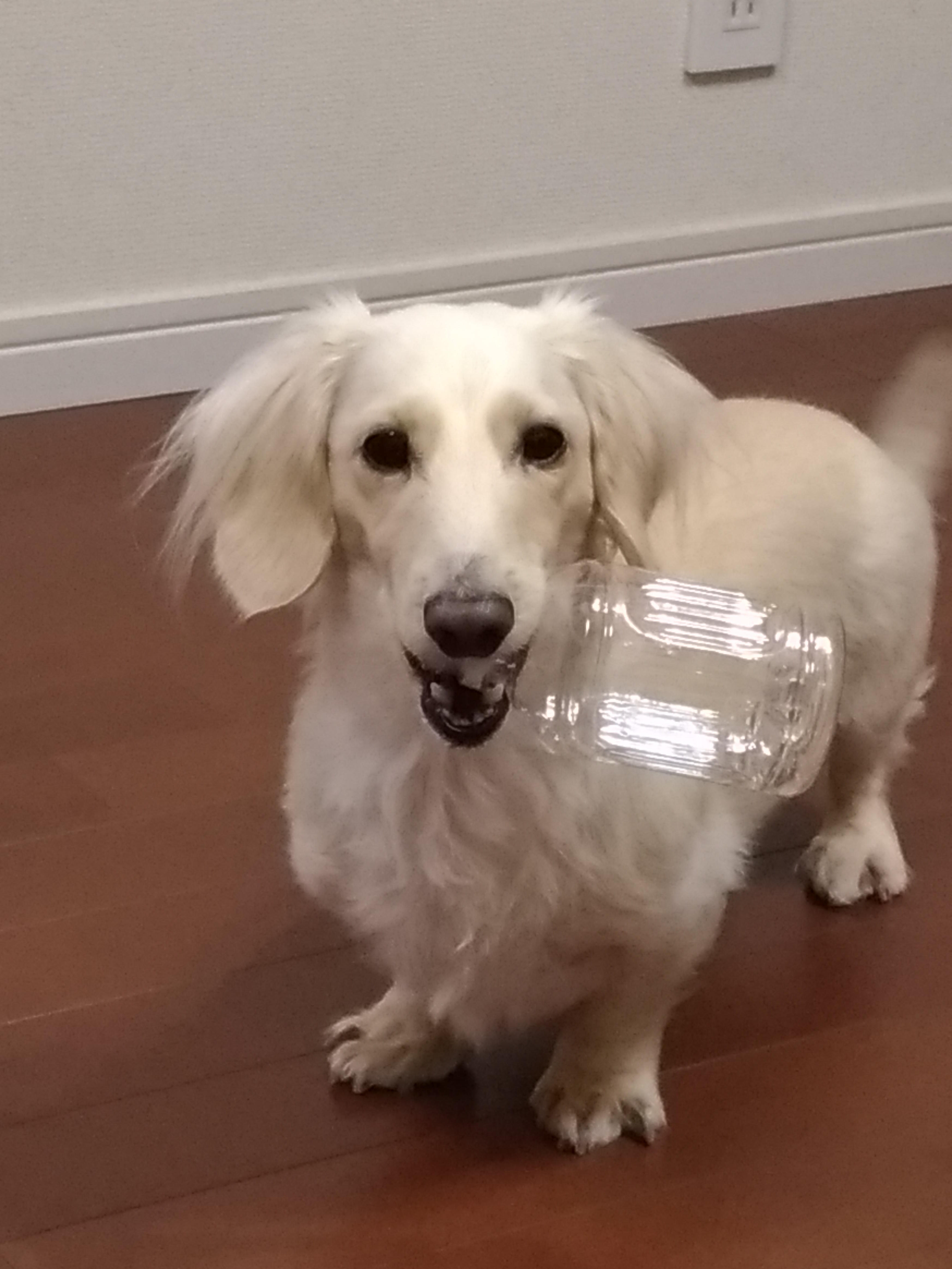 公式 ドッグフード専門店 手作り犬ごはん 公式 ドッグフード専門店 手作り犬ごはん 公式 ドッグフード専門店 手作り犬ごはん 公式 ドッグフード専門店 手作り犬ごはん