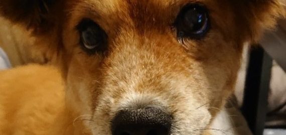 ドッグフード専門店　手作り犬ごはん