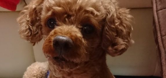 ドッグフード専門店　手作り犬ごはん