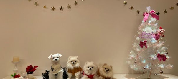 手作り犬ごはん