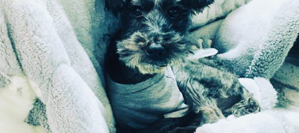 ドッグフード専門店　手作り犬ごはん