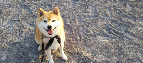 手作り犬ごはん