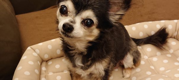 ドッグフード専門店　手作り犬ごはん