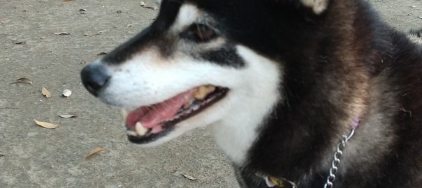 手作り犬ごはん