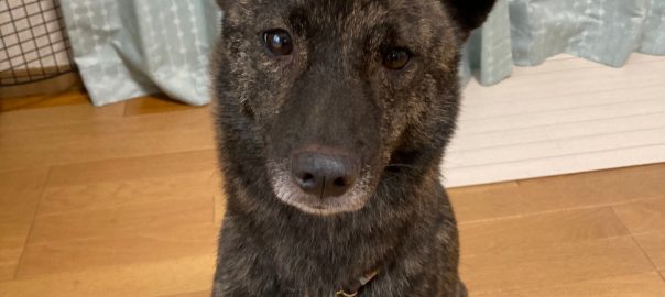 ドッグフード専門店　手作り犬ごはん