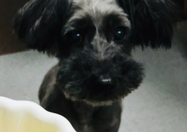 手作り犬ごはん