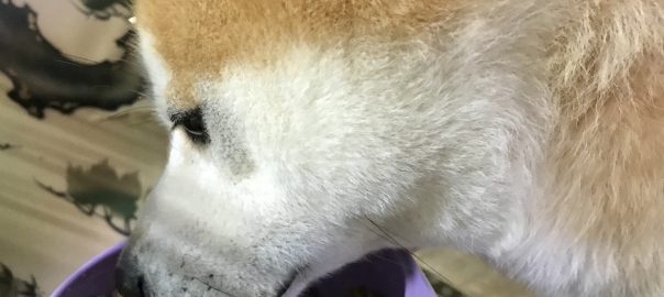 手作り犬ごはん
