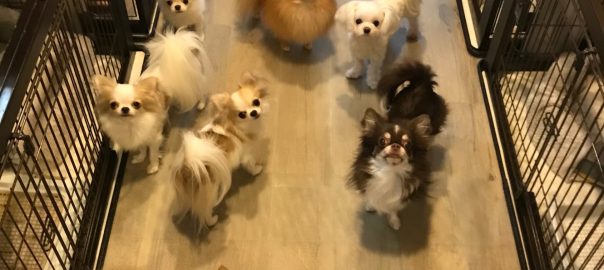 ドッグフード専門店　手作り犬ごはん