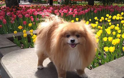 ドッグフード専門店　手作り犬ごはん