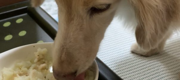 ドッグフード専門店　手作り犬ごはん