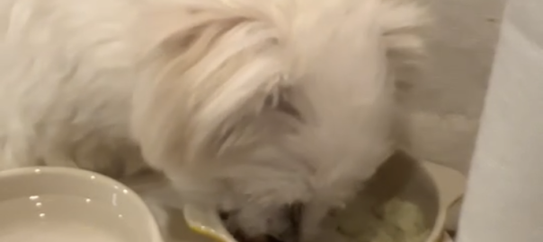 ドッグフード専門店　手作り犬ごはん