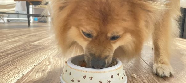 ドッグフード専門店　手作り犬ごはん