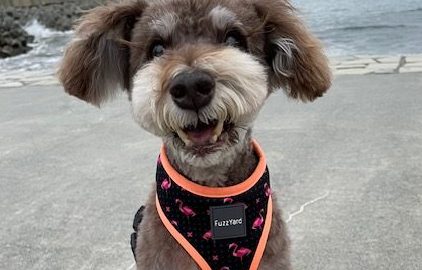 ドッグフード専門店　手作り犬ごはん